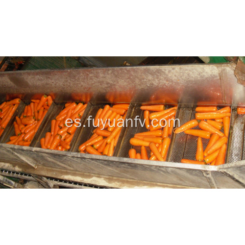 Zanahoria fresca de alta calidad